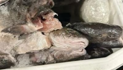 Nearly 50 pounds of meth found in ice chest full of dead fish as car tries to cross into US from Mexico