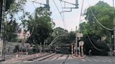 Cae árbol a las vías del Tren Ligero