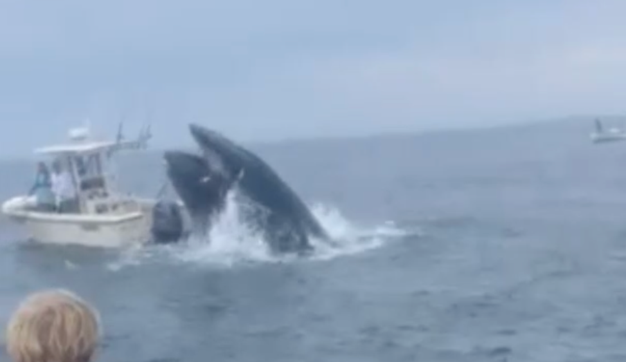 Watch: Whale crashes onto boat off New Hampshire coast