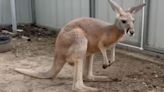 Kangaroo Escapes Captivity Thanks To The Help Of Another Animal