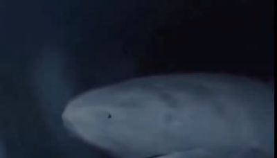 Así luce un tiburón de Groenlandia de más de 300 años que navega las profundidades del mar