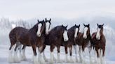 The Clydesdales are back! Budweiser teases new Super Bowl commercial