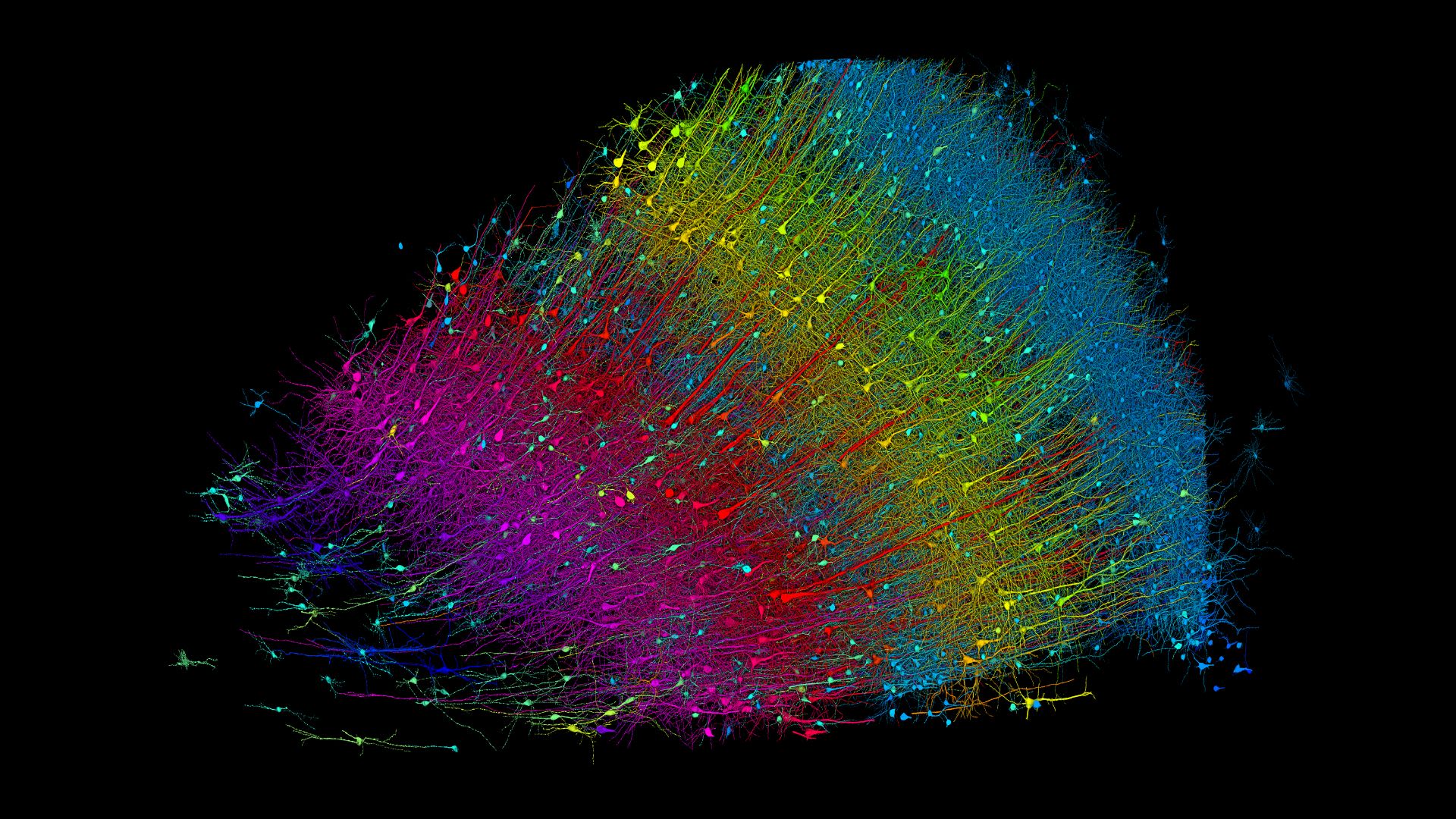 New 3D map charted with Google AI reveals 'mysterious but beautiful' slice of human brain