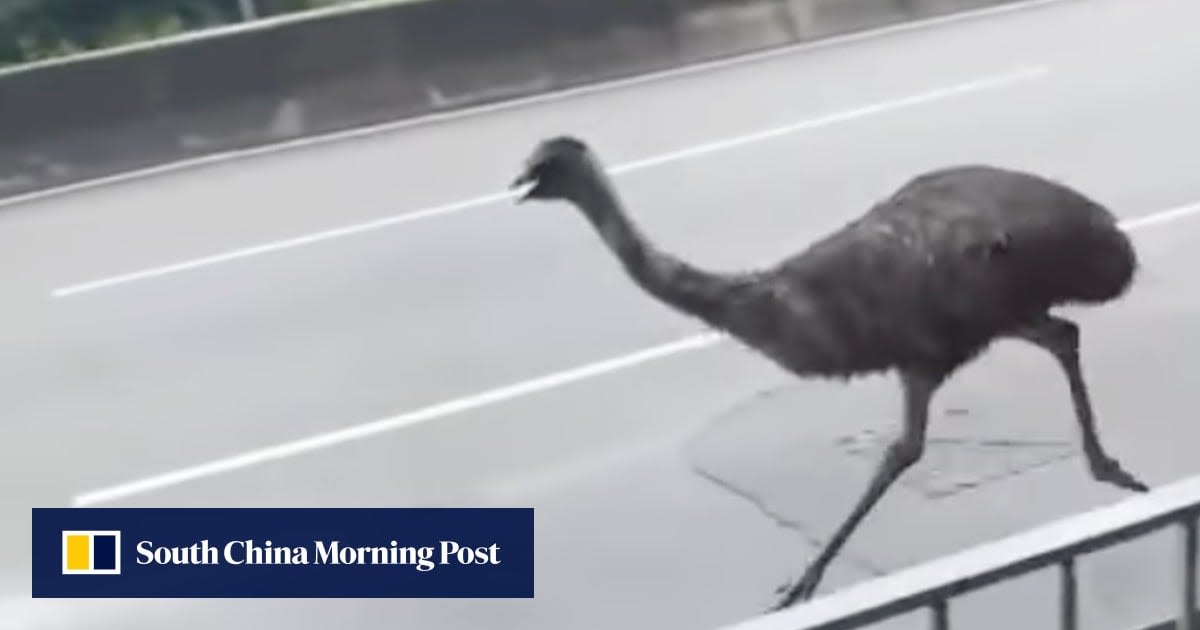 Emu caught by Hong Kong wildlife authorities in car park after 4-hour chase