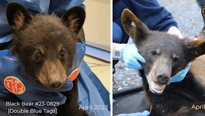 Five black bears released into wild after over a year of care at Wildlife Center of Virginia