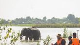 Assam floods: 131 animals, including 6 rhinos die in Kaziranga Park