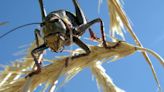 Mormon crickets arrived late this spring, but they’re out in force in Idaho roads, plants