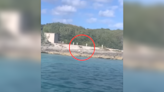 Perro se enfrenta a poderosa criatura marina en Bahamas. Su osadía fue captada en video