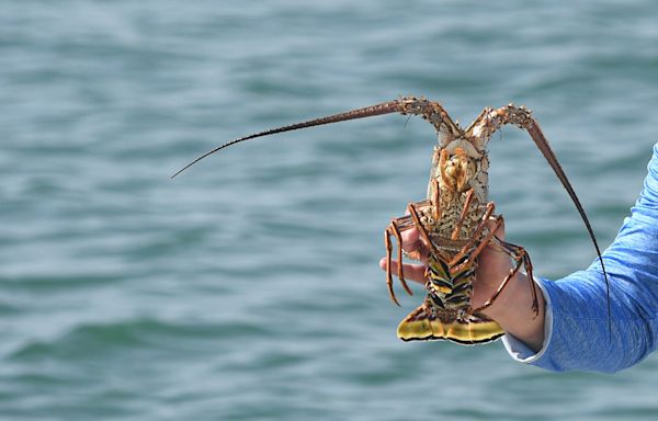 An extra day to harvest spiny lobsters is coming to Florida. Here's what to know