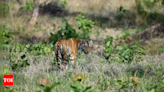 Orphaned tiger cub makes triumphant return from 'well' to 'wild' | Bhopal News - Times of India