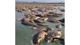 Se seca la Laguna Fierro; mueren miles de peces