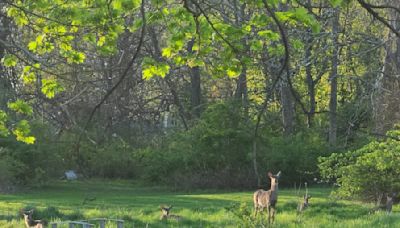 Deer sighting survey, hunting license application period opens Thursday, Aug. 1