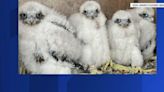 Mario Cuomo Bridge to shine blue and white for students who named falcon chicks