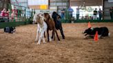 Vanderburgh County 4-H Fair opens with goats, motorcycles and happy families