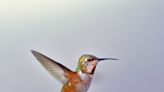 Un agudo sentido del tacto permite a los colibríes flotar sobre las flores sin rozarlas