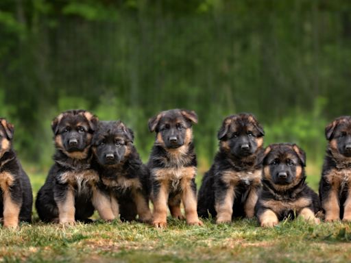 German Shepherd Puppies Adorably ‘Attack’ Woman Just in Time for Shark Week