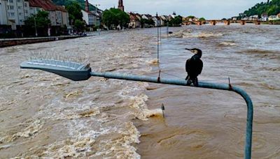 Cuatro muertos dejan las lluvias en Alemania