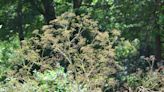 A Stroll Through the Garden: What you should know about giant hogweed and poison hemlock