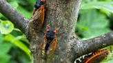 Cicadas are back, but climate change is messing with them