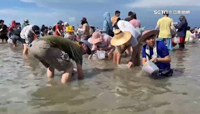 熱！台南挖文蛤活動3000人擠爆 防曬配備出動