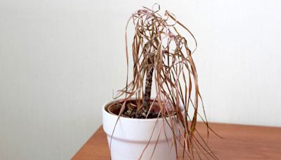 Are you a serial houseplant killer? Luckily, there's a simple trick to stop your plants from dying