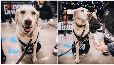 Brooklyn Nets’ beloved service dog Acorn retires after years of dedicated duty at Barclays Center