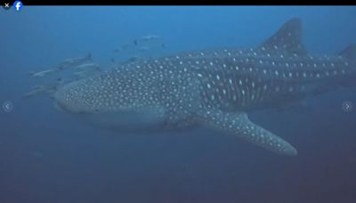 澎湖南方四島海域偶遇超大鯨鯊 潛水客直呼驚喜