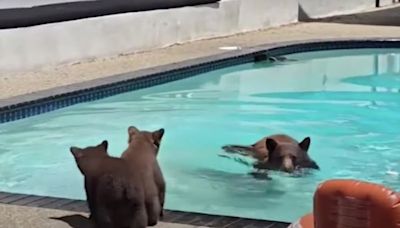 Family of bears visits California backyard pool to cool off