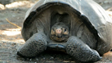 Encuentran viva la extinta "tortuga gigante fantástica" en las Islas Galápagos