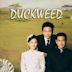 Duckweed