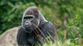 Detroit Zoo welcomes 4 new gorillas from Cincinnati, Chicago