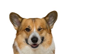 Corgi’s Parody of How Dogs Would Bathe Humans Is Way Too Funny