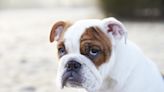 ‘Miniature’ English Bulldog Gives Mom Side-Eye After Being Told He Needs to Lose Weight