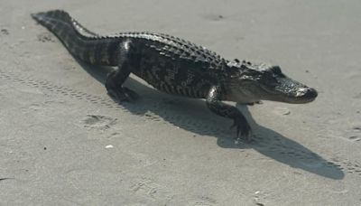 WATCH: Alligator spotted on Myrtle Beach coast