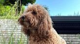 'We'd love to know what she was up to!' Relieved couple reunited with cockapoo after 15-day odyssey