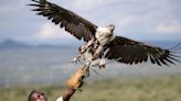 Photos: Kenya sanctuaries toil to save birds of prey from extinction