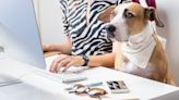 5 Ways Your Pet Can Earn You Money