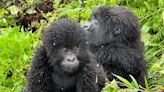 How Rwanda's mountain gorillas have prospered in times of peace - and offer us a lesson in tenderness, warmth and welcome