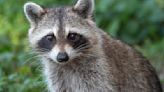 Video showing Michigan man save raccoon choking on cheese goes viral