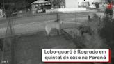 Vídeo: Lobo-guará é flagrado no quintal de casa no Paraná