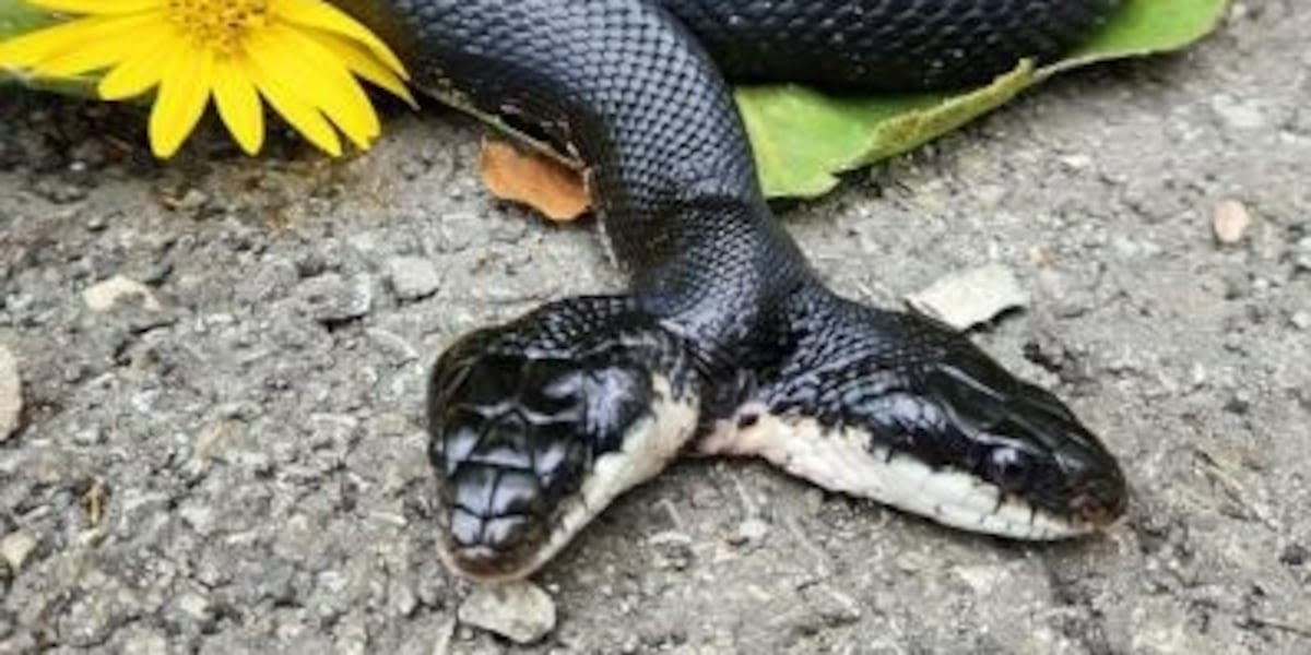 Missouri’s rare 2-headed snake headed to Kansas City metro for the summer