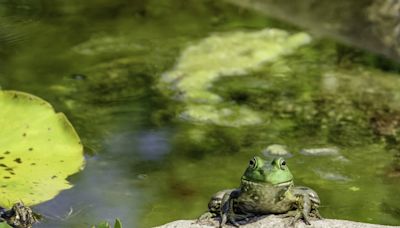 Sauvez les grenouilles et mettez un seau d'eau dans le jardin en juillet et en août