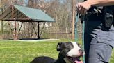 South Windsor dog tied to tree up for adoption