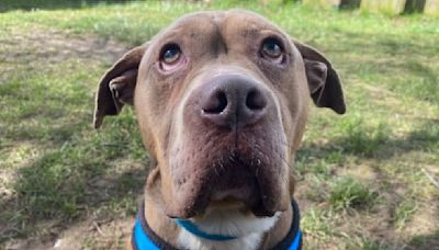 Friendly rescue dog struggling to find home because of 'glum' face | ITV News