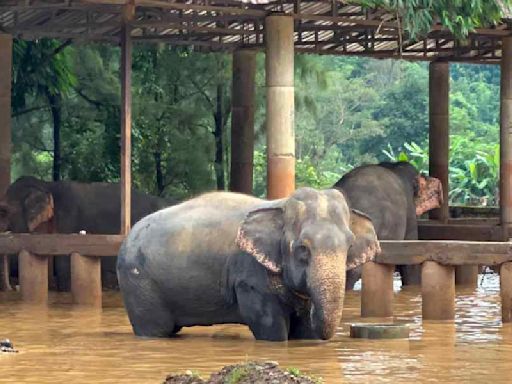 Thailand: Floods ravage Chiang Mai region known for elephants