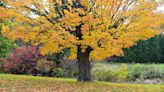 When will Vermont foliage peak this year? Here are some predictions.