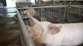 Meet some of the world’s cleanest pigs, raised to grow kidneys and hearts for humans