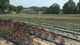 Extreme heat helps crops grow ahead of schedule