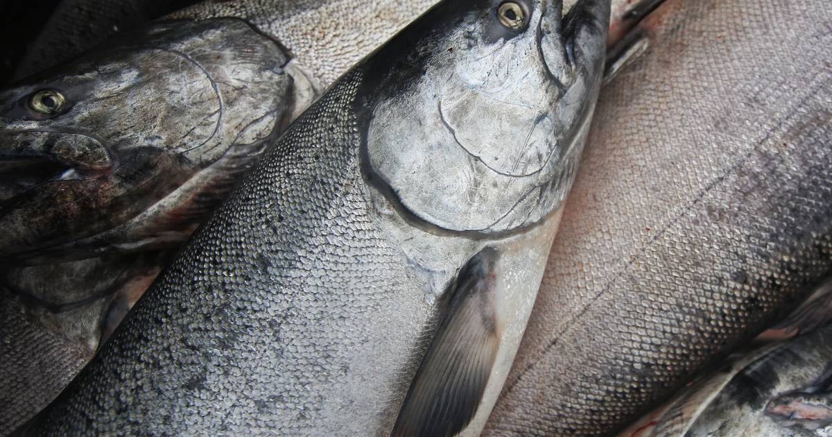 Federal agency launches yearlong review over whether to list Alaska king salmon as endangered species