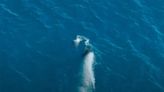 Orca Attacks Great White Shark Like a Lighting-Fast Torpedo